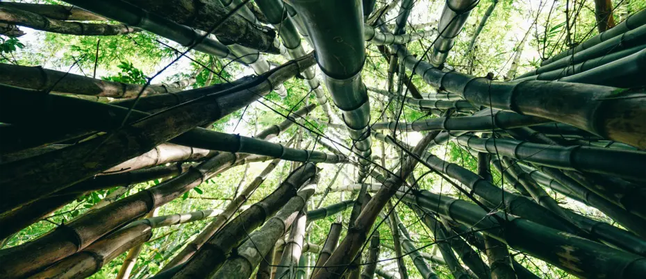 Bamboo ceiling
