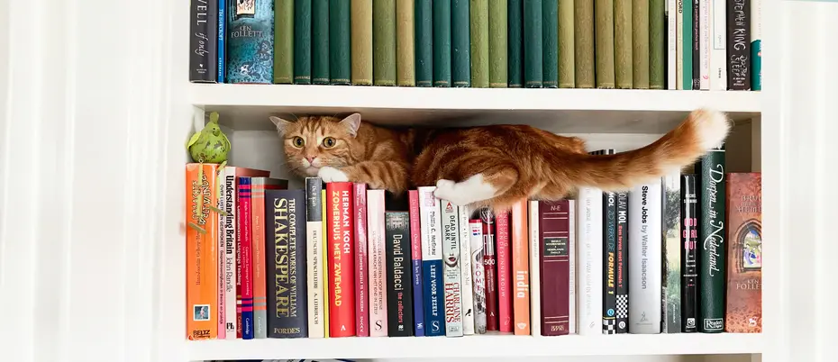 an orange cat wedges itself onto a bookshelf