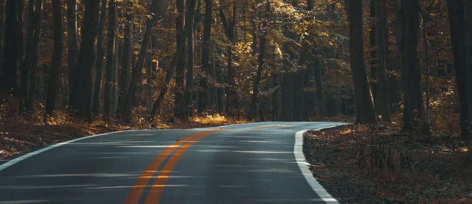Curve in road through woods representing a learning curve.