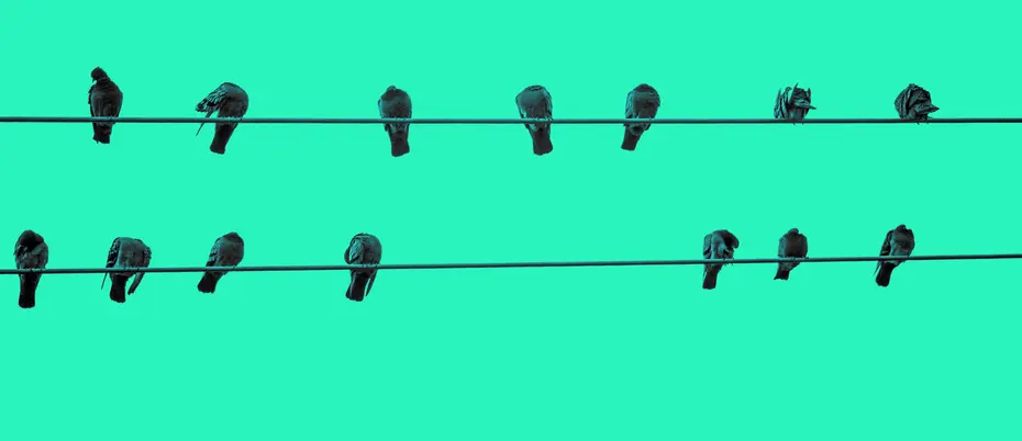 birds sit on a wire in front of a bright green background
