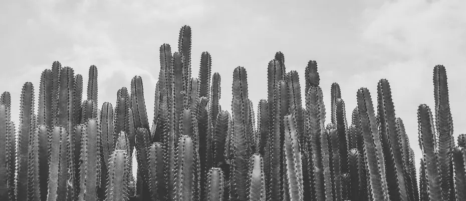 Black and white photograph of cacti