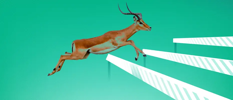Gazelle jumping over hurdles 