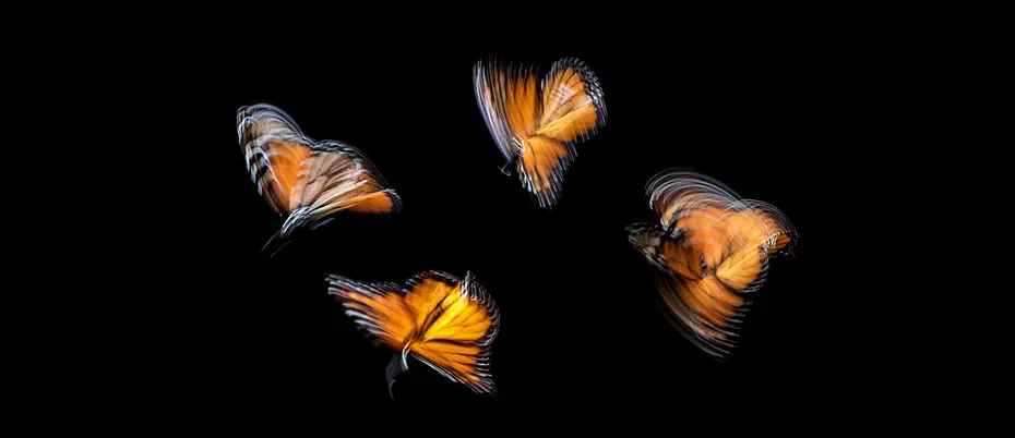 Monarch butterflies in motion blur