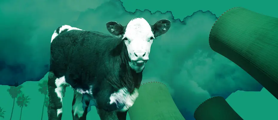 A cow amongst the steam of a cooling tower