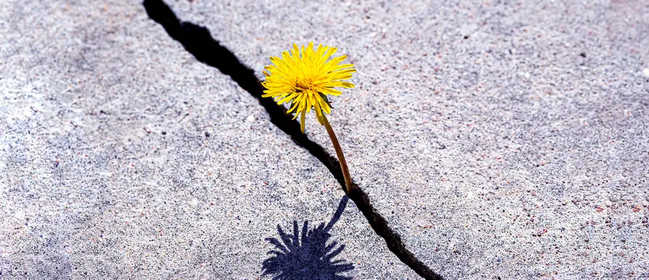 A dandelion growing in a thin crack in the gravel