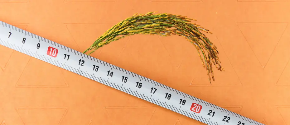 A photo of rice husks behind a ruler