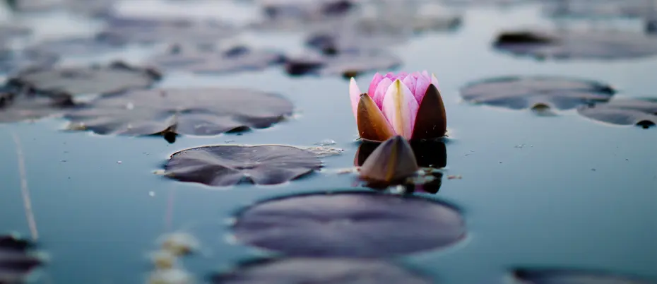 A water lily floating in a murky pond