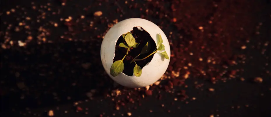 A plant bud sprouts from a cracked egg