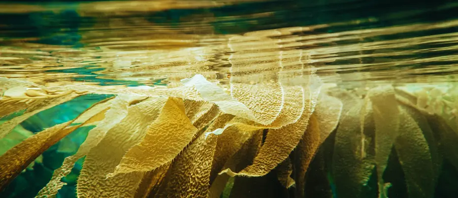 kelp in the water