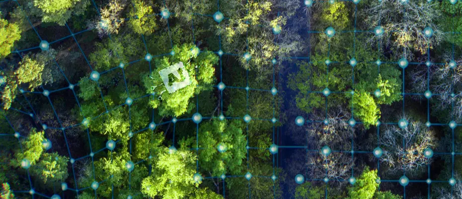 A forest area is being scanned with machine learning/AI imagery
