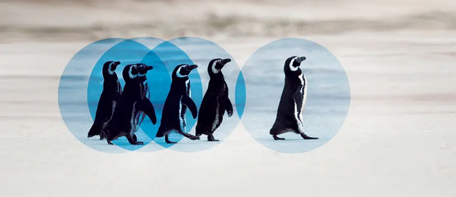 Penguins walking together