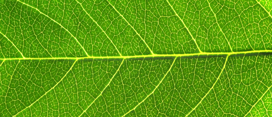 An up close photo of a leaf with all its veins