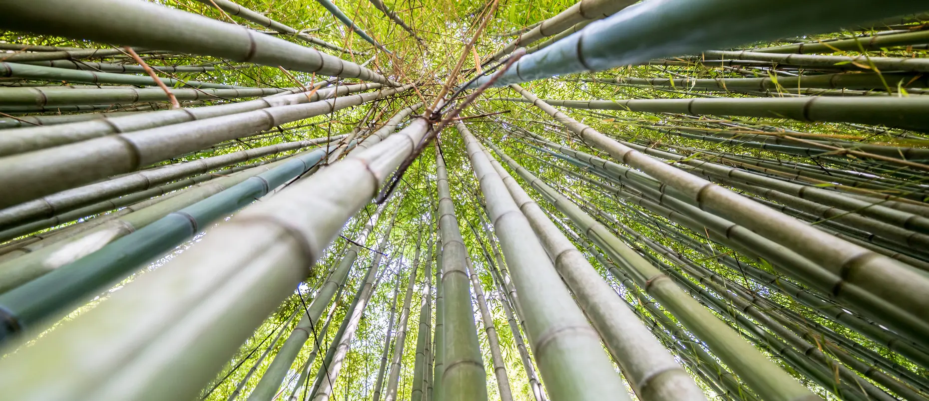 he famous Bamboo Cevennes of Anduze, Occitanie, France