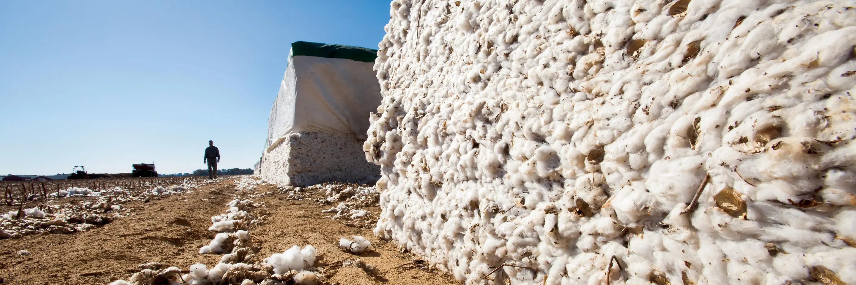 Harvested cotton