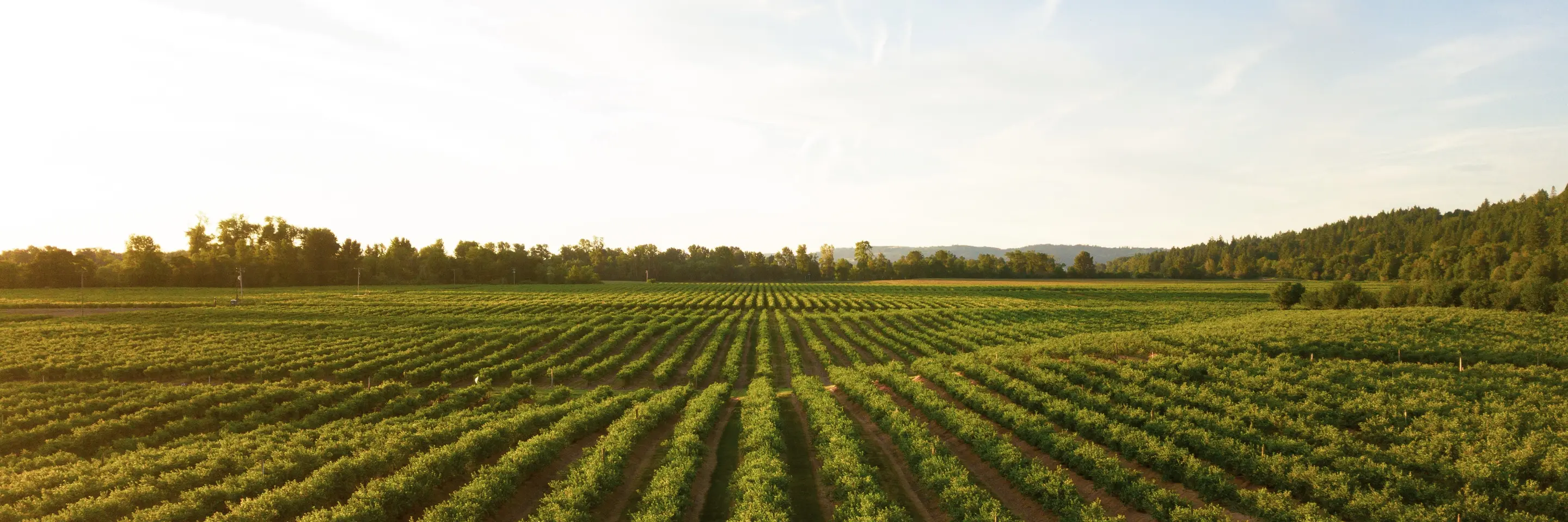 View of agriculture field 