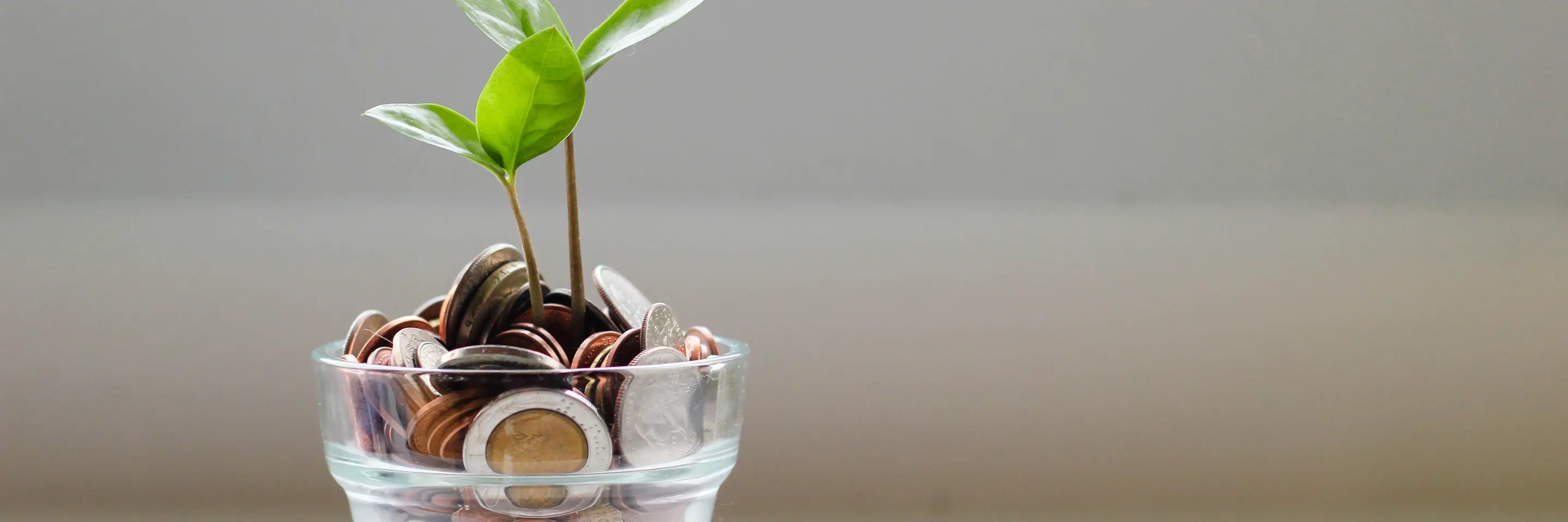 Image of a small plant with leaves apparently growing out of a container of coins.