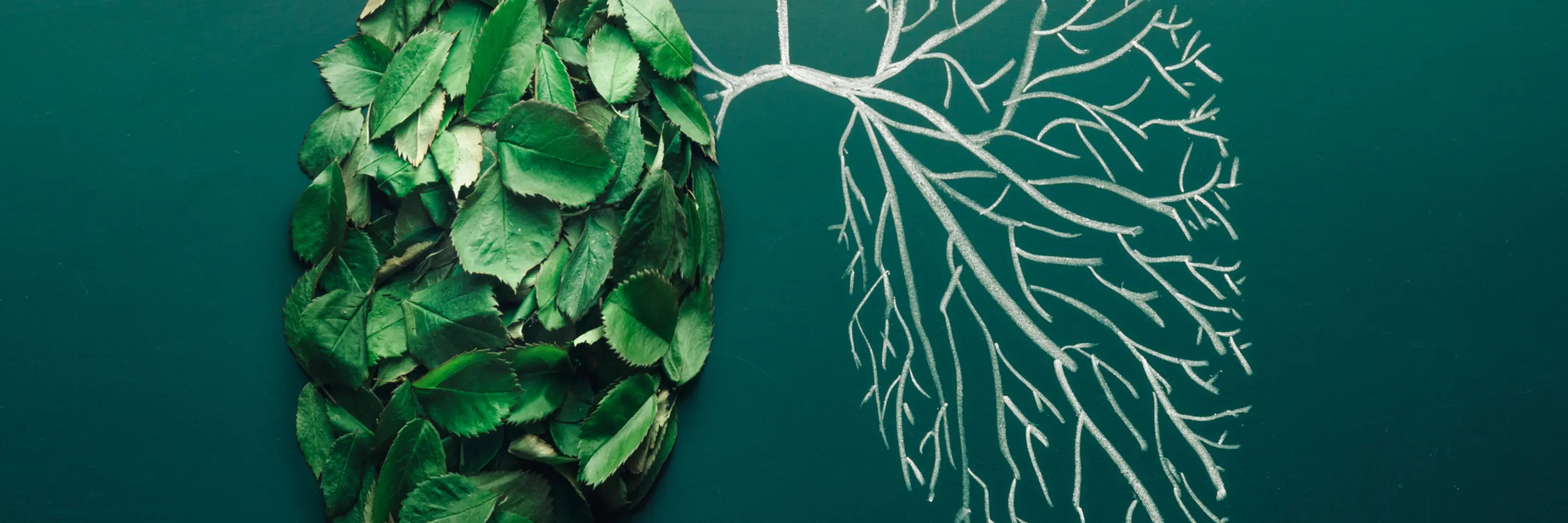 Chalk drawing of lungs with leaves filling in left lung