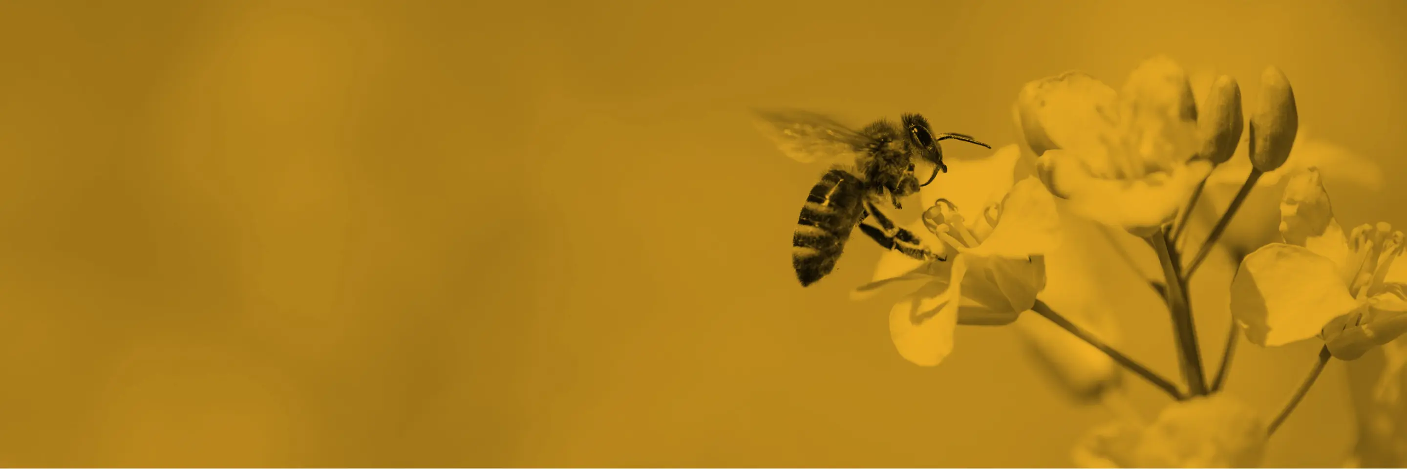 Single color image of a bee pollinating a flower