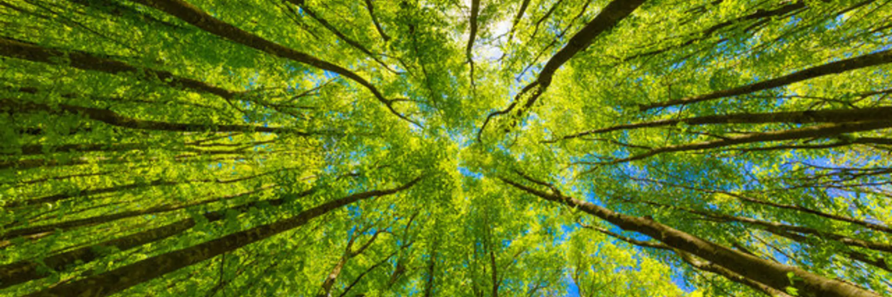 picture of forest trees