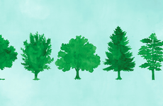 six green trees, all of different varieties