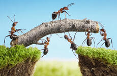 Ants Climbing On Twig