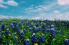 Field of blue flowers