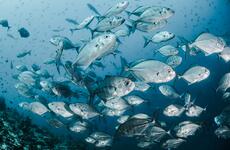   Can socially conscious investing save the worlds fisheries?
