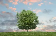 How ‘green’ are your purchases? Complex supply chains make it difficult to know