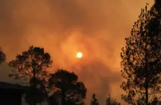 Dear EU, the science is clear: burning wood for energy is bad