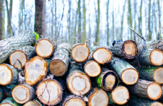   Does wood bioenergy help or harm the climate?
