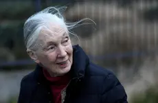 What Jane Goodall’s Life & Legacy Can Teach Business Leaders Of Today
