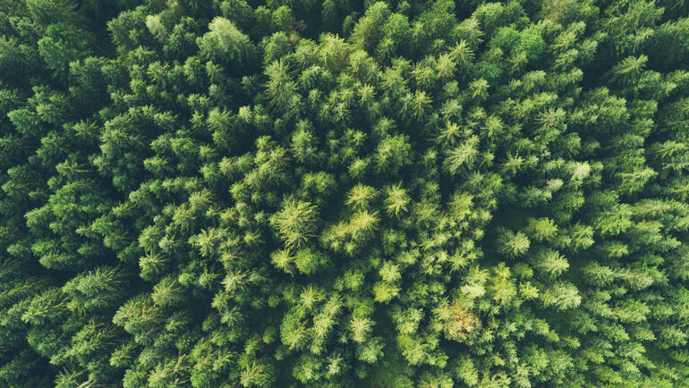 An aerial photo of treetops in a dense, healthy forest.