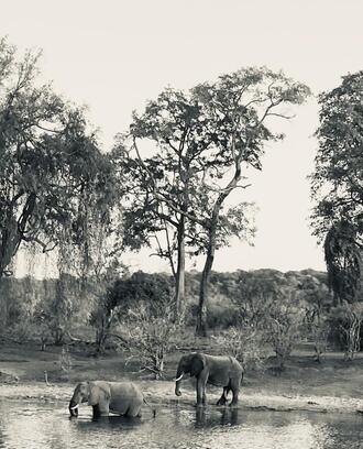 Black and white photograph of elephants in water