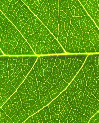 An up close photo of a leaf with all its veins