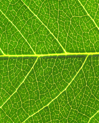 An up close photo of a leaf with all its veins