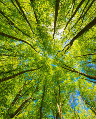 picture of forest trees