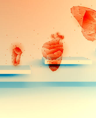 The transformation from a larva into a butterfly