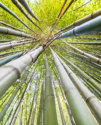 he famous Bamboo Cevennes of Anduze, Occitanie, France