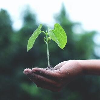 A person's hand holding a small sprouting plant representing sustainable investing.