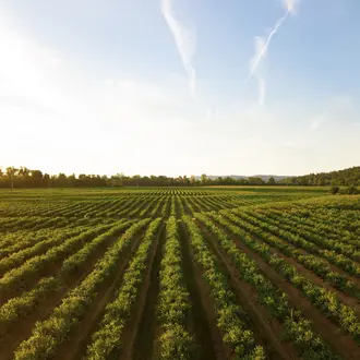 View of agriculture field 