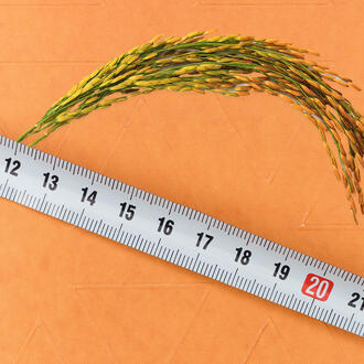 A photo of rice husks behind a ruler