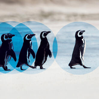 Penguins walking together