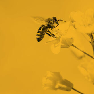 Single color image of a bee pollinating a flower