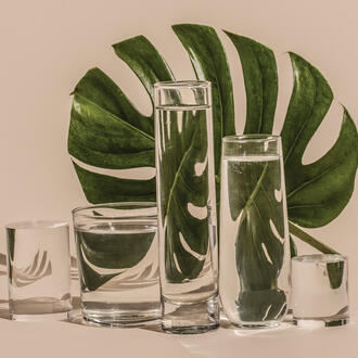 Monstera leaf behind four glasses of water.