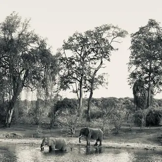 Black and white photograph of elephants in water