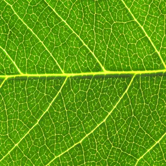 An up close photo of a leaf with all its veins