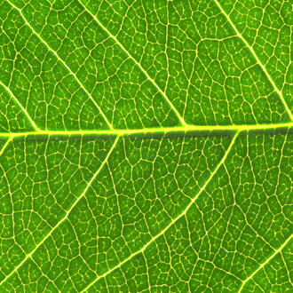 An up close photo of a leaf with all its veins