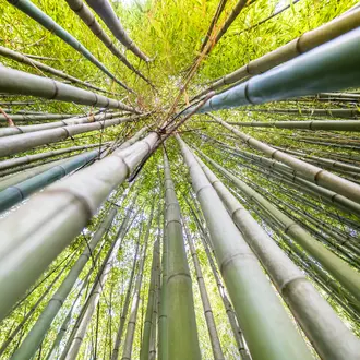 he famous Bamboo Cevennes of Anduze, Occitanie, France