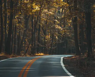 Curve in road through woods representing a learning curve.