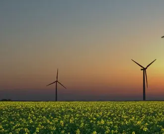 windmills in crop field with sunset